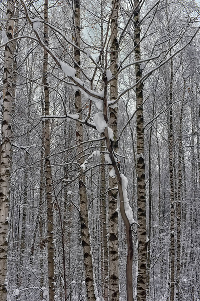 trees in the forest and a lot of snow - Foto, afbeelding