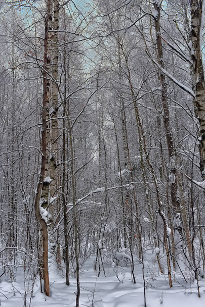 trees in the forest and a lot of snow - Photo, Image