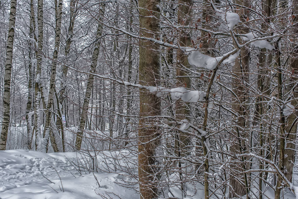 trees in the forest and a lot of snow - Фото, изображение