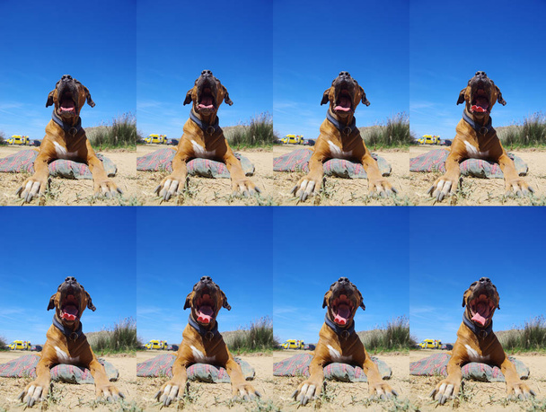 Shot sequence of dog yawning.  - Photo, Image