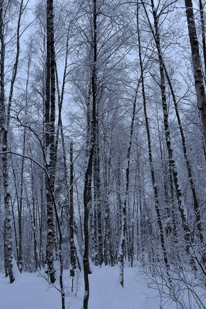 trees in the forest and a lot of snow - Фото, зображення