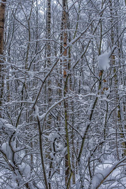 trees in the forest and a lot of snow - Foto, Bild