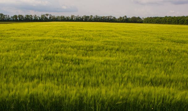 Young green wheat field in the steppe zone, spring season - Фото, зображення