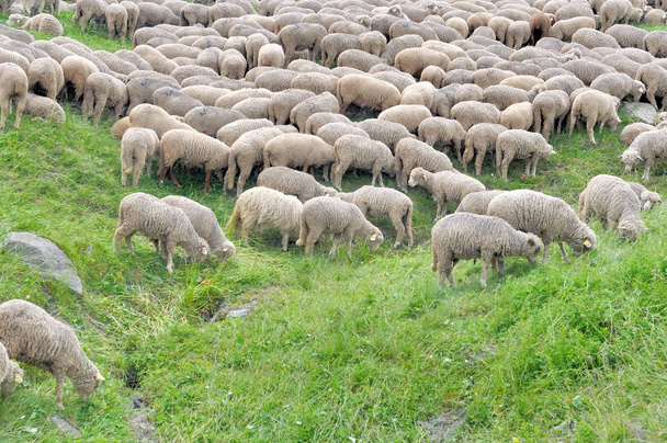 groupe de moutons pâturant sur une prairie alpine verdoyante
  - Photo, image