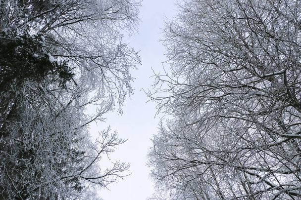téli táj felhős Időjárás fák keserű hideg-fehér bolyhos fagy. - Fotó, kép