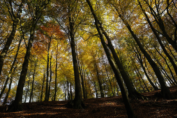 Deciduous forest in autumnal colors - view of the treetops - Foto, imagen