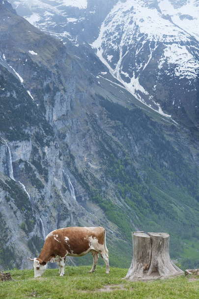 Корови в долині Лаутербруннен, Швейцарія  - Фото, зображення