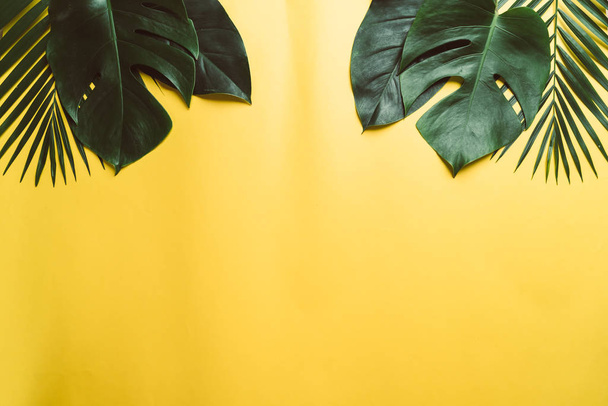 Trooppinen palmunlehtiä värillinen tausta kopioi tilaa
 - Valokuva, kuva