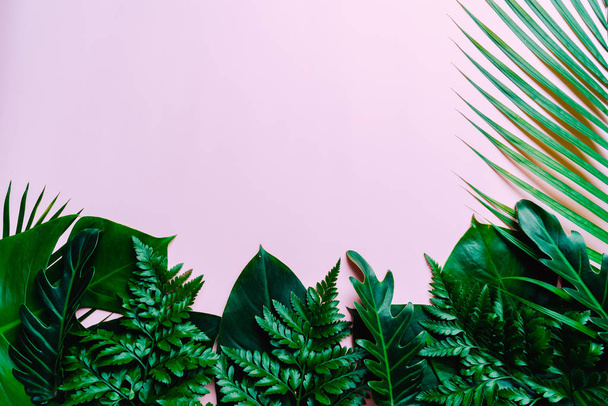 Tropical palm leaves on color background with copy space - 写真・画像