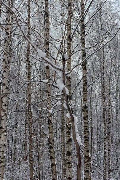 Snow-covered trees plants forest. Natural winter Christmas  background - Foto, Bild