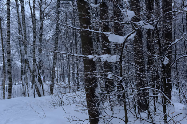 Snow-covered trees plants forest. Natural winter Christmas  background - Foto, afbeelding