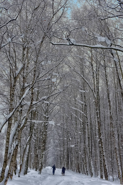 Snow-covered trees plants forest. Natural winter Christmas  background - Foto, Imagen