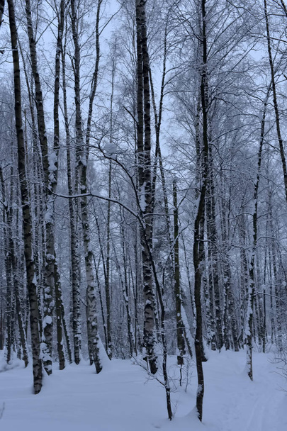 Snow-covered trees plants forest. Natural winter Christmas  background - Foto, immagini