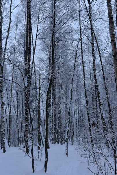 Snow-covered trees plants forest. Natural winter Christmas  background - Fotó, kép