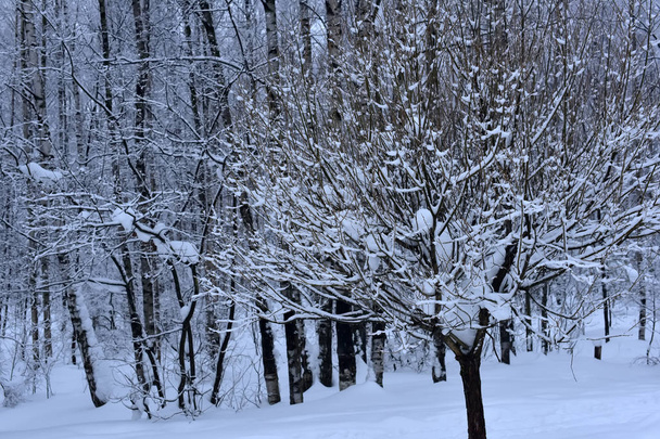 雪に覆われた木々 の植物の森。自然の冬クリスマス背景 - 写真・画像