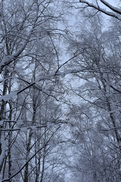 tree branches in winter under the snow tops - Photo, Image