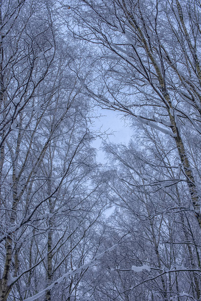 gałęzie drzewa w zimie pod śniegiem szczyty - Zdjęcie, obraz