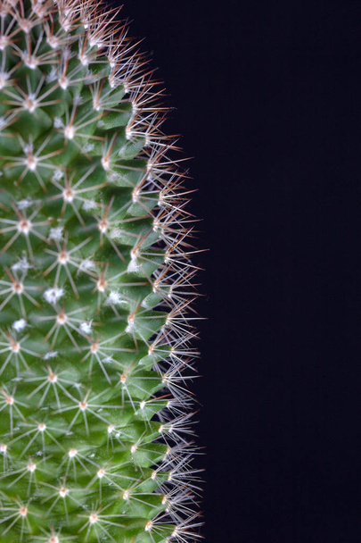 Groene cactus macro-opname close-up scherpe naalden tonen op een zwarte achtergrond - Foto, afbeelding