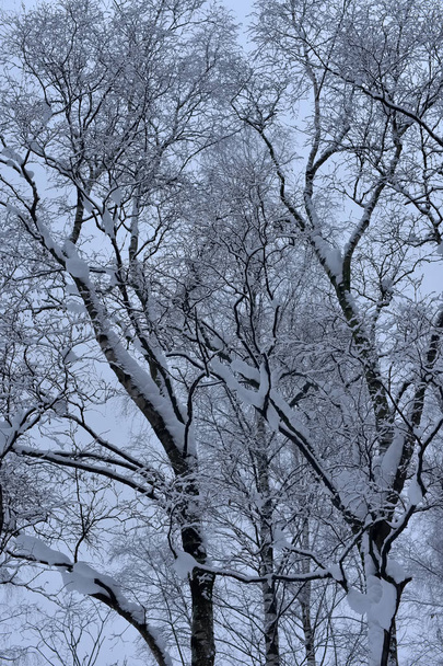 tree branches in winter under the snow tops - Foto, immagini