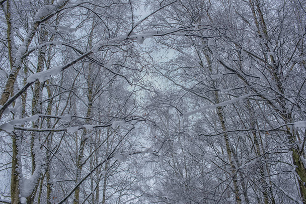 tree branches in winter under the snow tops - Foto, Imagen