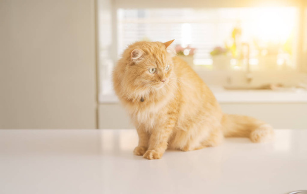 Beautiful ginger long hair cat lying on kitchen table on a sunny day at home - Фото, зображення