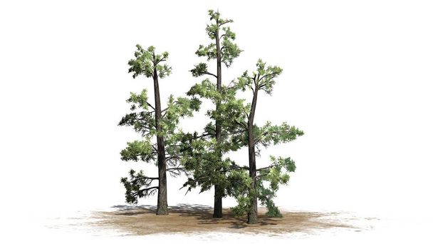 У Веймутова Pine дерево кластера на піску площа - ізольовані на білому тлі - Фото, зображення