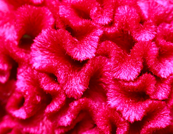 gros plan fleur rose cockscomb
 - Photo, image