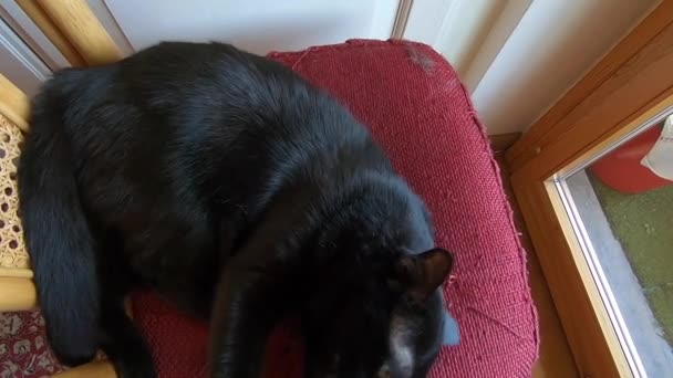 fekete macska támadás - Felvétel, videó