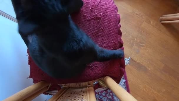 garras de corte de gato preto
 - Filmagem, Vídeo