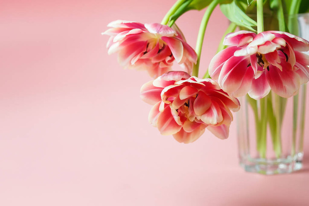 pink lush tulips in a glass cup on a pink background with space for text. - 写真・画像