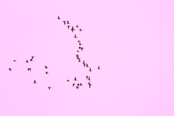 κοπάδι χήνες που πετούν σε σχηματισμό - Φωτογραφία, εικόνα
