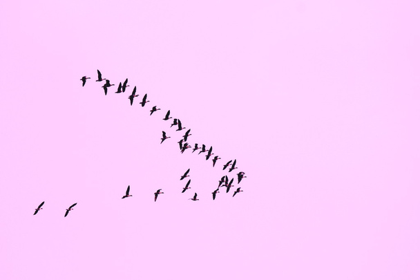 κοπάδι χήνες που πετούν σε σχηματισμό - Φωτογραφία, εικόνα