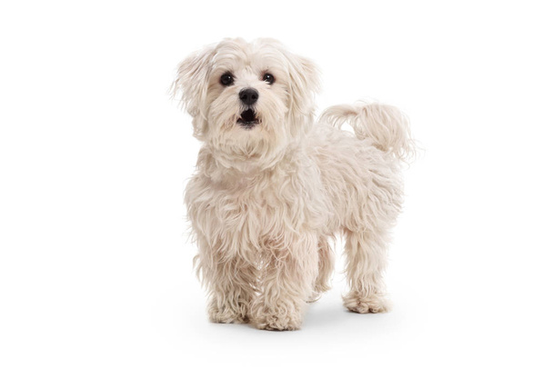 Cute maltese poodle dog isolated on white background - Foto, imagen