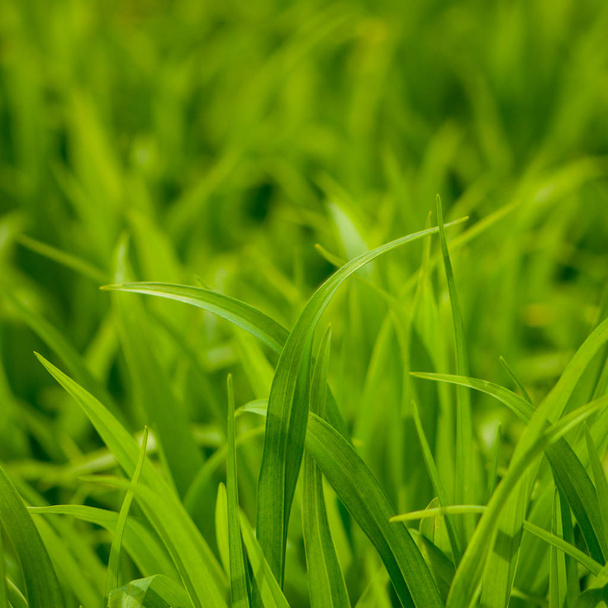 green grass on a blurred background, spring season - Foto, imagen