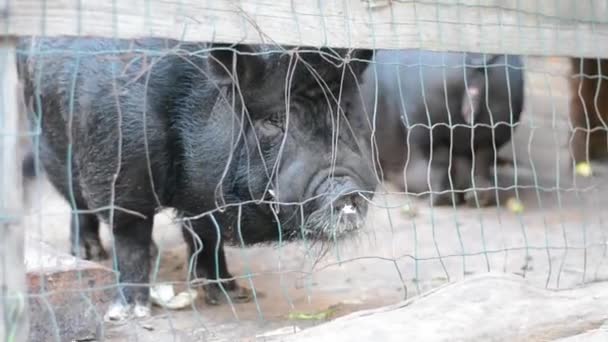 Two wild black pigs behind the fence. - Footage, Video