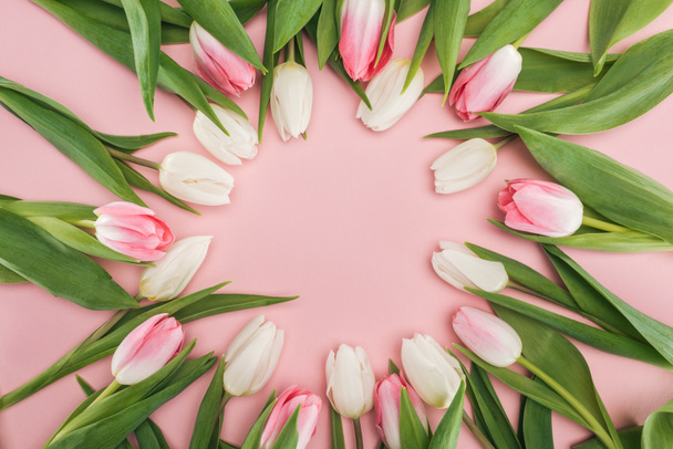 top view of circle frame with pink and white spring tulips isolated on pink - 写真・画像
