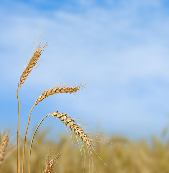 Пшеница
 - Фото, изображение