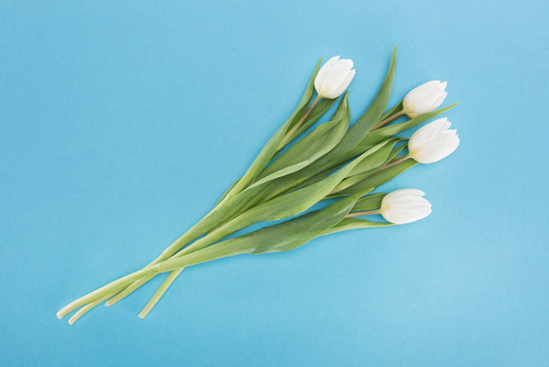 top view of white tulip flowers isolated on blue - Фото, изображение