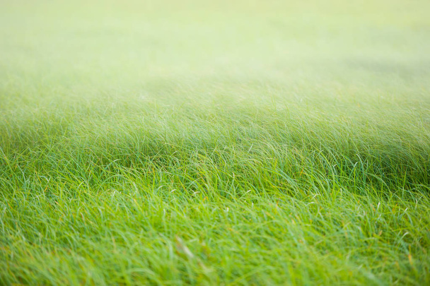 green meadow grass, blurred background with a light tone - Valokuva, kuva