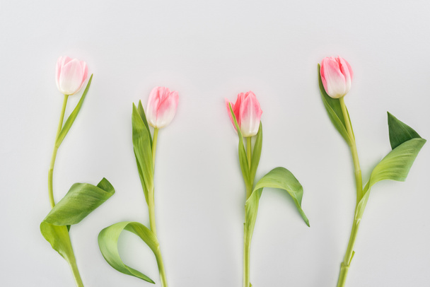 top view of pink tulip flowers isolated on grey - Fotografie, Obrázek