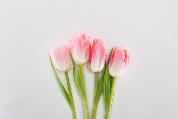 top view of pink tulip flowers isolated on grey - Fotografie, Obrázek