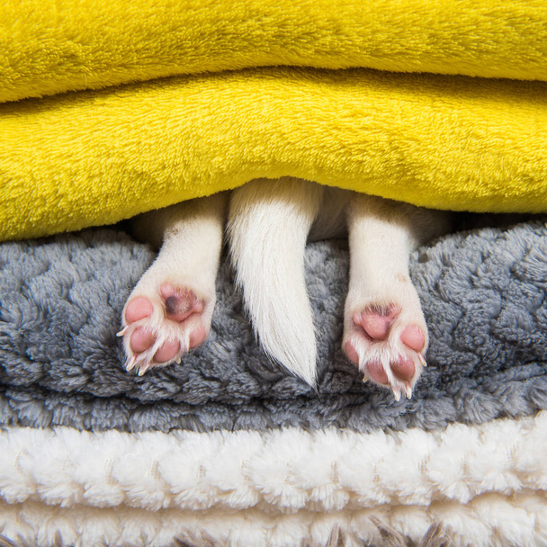 Drôle Jack Russell Terrier chiot pattes de chien et queue dort sous la couverture dans le lit. Rêver doux rêves
. - Photo, image