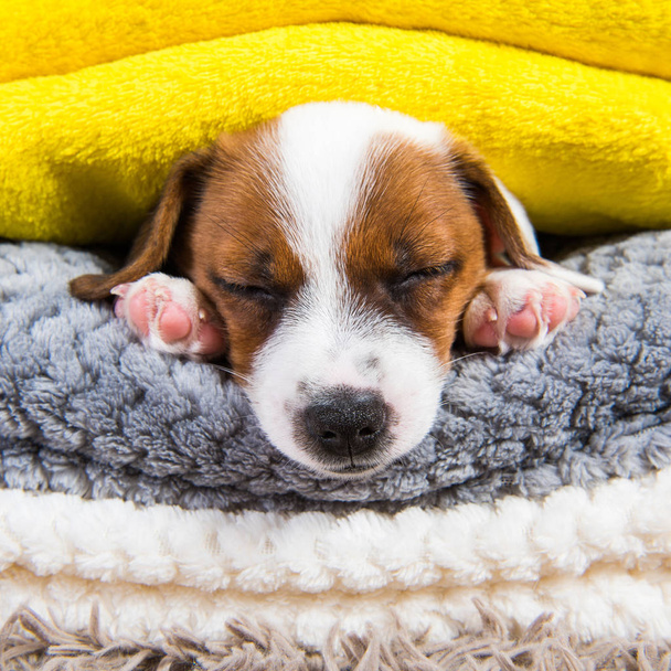 O cachorro engraçado Jack Russell Terrier está dormindo debaixo do cobertor na cama. Sonhando doces sonhos
. - Foto, Imagem