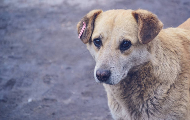  Cão sem abrigo Cão de rua
 - Foto, Imagem