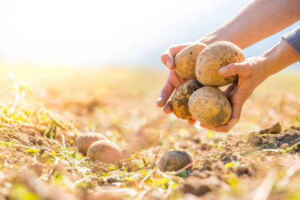 Rolnik posiada świeże ziemniaki w jego ręce. Zbiorów, Żywność wegetariańska organicznych.  - Zdjęcie, obraz