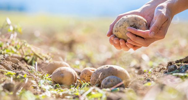 Farmer holds fresh potatoes in his hands. Harvest, organic vegetarian food.  - Foto, imagen