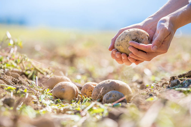 Farmer holds fresh potatoes in his hands. Harvest, organic vegetarian food.  - Фото, зображення