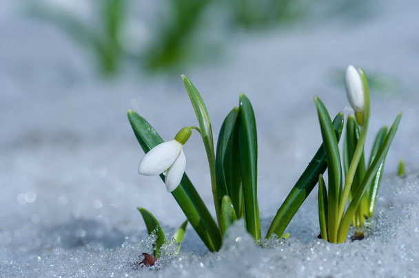 Krásná zasněžená květina rostoucí ve sněhu v časném jarním lese. Jemné jarní květiny sněhové kapky předzvěstí oteplování symbolizují příchod jara - Fotografie, Obrázek