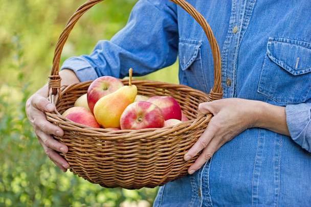 kosz pełen jabłek w rękach kobiet - Zdjęcie, obraz