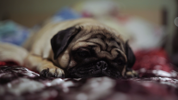 Carino cane carlino razza sdraiato letto e coperta in camera da letto con viso divertente e sensazione di felicità dopo il risveglio al mattino
 - Filmati, video